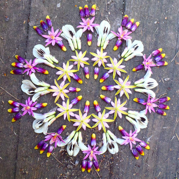 Mandala-di-fiori